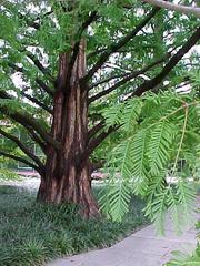 Dawn Redwood (Metasequoia glyptostroboides)